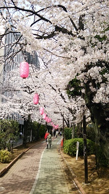 満開の桜-3.jpg